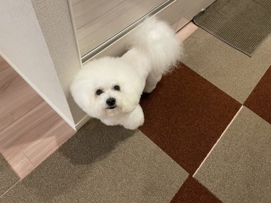 ビションフリーゼ　おもち  おじ誕生日(⌒▽⌒) IMG_9165-380x285
