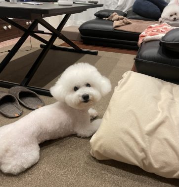 ビションフリーゼ　おもち  おじ誕生日(⌒▽⌒) IMG_9170-362x380