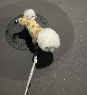 ビションフリーゼ　おもち  ふくらむちゃんリハビリの日 IMG_9231-349x380