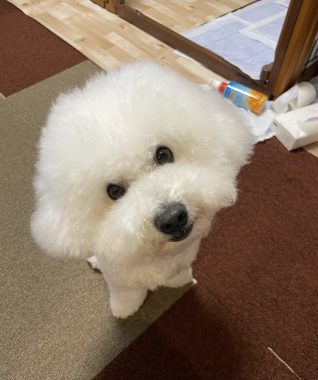 ビションフリーゼ　おもち  ふくらむちゃんリハビリの日 IMG_9247-318x380