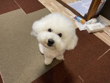 ビションフリーゼ　おもち  ふくらむちゃんリハビリの日 IMG_9248-380x285