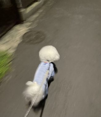 ビションフリーゼ　おもち  ふくらむちゃんリハビリの日 IMG_9249-328x380