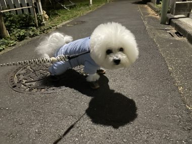 ビションフリーゼ　おもち  ふくらむちゃんリハビリの日 IMG_9250-380x285
