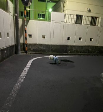 ビションフリーゼ　おもち  おもちふくおじさんぽ彡 IMG_9280-349x380