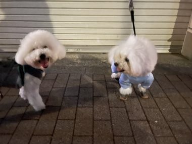 ビションフリーゼ　おもち  おもちふくおじさんぽ彡 IMG_9281-380x285