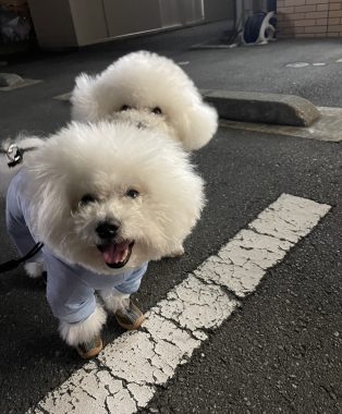 ビションフリーゼ　おもち  おもちふくおじさんぽ彡 IMG_9283-314x380