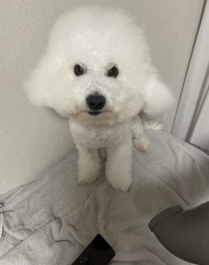 ビションフリーゼ　おもち  おもちふくおじさんぽ彡 IMG_9286-300x380