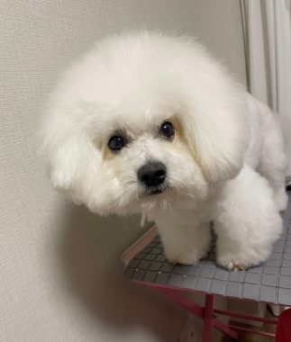 ビションフリーゼ　おもち  おもちふくおじさんぽ彡 IMG_9287_Original-323x380