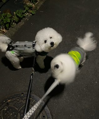 ビションフリーゼ　おもち  お友だちが遊びにきてくれました！ IMG_9393_Original-318x380
