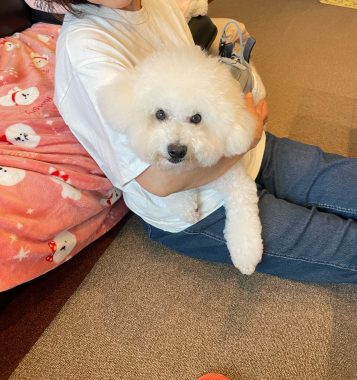 ビションフリーゼ　おもち  お友だちが遊びにきてくれました！ IMG_9403-357x380
