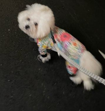 ビションフリーゼ　おもち  お友だちが遊びにきてくれました！ IMG_9411-357x380