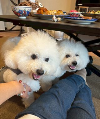ビションフリーゼ　おもち  お友だちが遊びにきてくれました！ IMG_9413-320x380