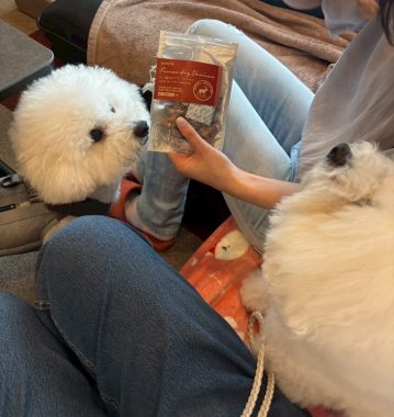 ビションフリーゼ　おもち  お友だちが遊びにきてくれました！ IMG_9414-359x380