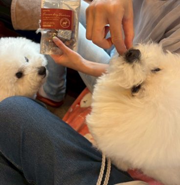 ビションフリーゼ　おもち  お友だちが遊びにきてくれました！ IMG_9415-368x380