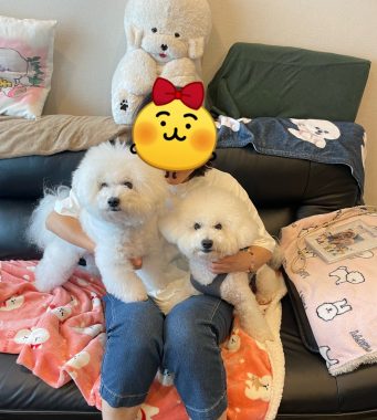 ビションフリーゼ　おもち  お友だちが遊びにきてくれました！ IMG_9416-341x380