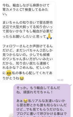ビションフリーゼ　おもち  取り急ぎ※お友だちのわんちゃんの事で IMG_9420-238x380