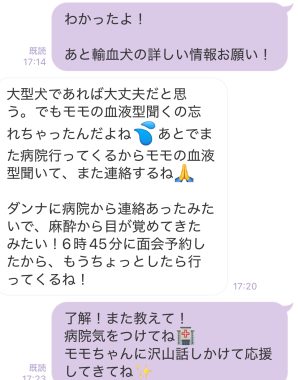 ビションフリーゼ　おもち  取り急ぎ※お友だちのわんちゃんの事で IMG_9421-298x380