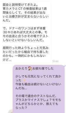 ビションフリーゼ　おもち  取り急ぎ※お友だちのわんちゃんの事で IMG_9422-223x380