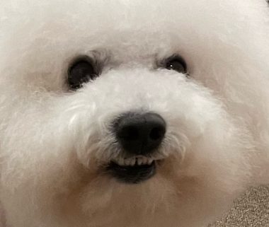 ビションフリーゼ　おもち  免疫介在性溶血性貧血について検索してみました IMG_9427-380x321