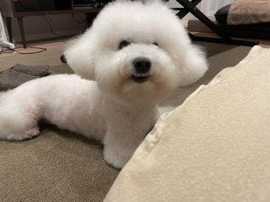 ビションフリーゼ　おもち  免疫介在性溶血性貧血について検索してみました IMG_9429-380x285