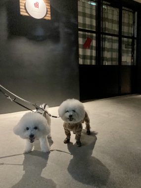 ビションフリーゼ　おもち  免疫介在性溶血性貧血について検索してみました IMG_9431-285x380