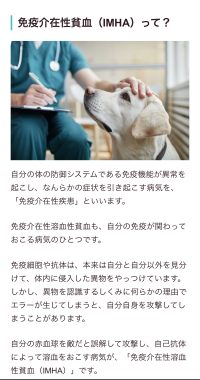 ビションフリーゼ　おもち  免疫介在性溶血性貧血について検索してみました IMG_9434-200x380