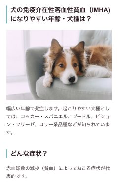 ビションフリーゼ　おもち  免疫介在性溶血性貧血について検索してみました IMG_9437-239x380