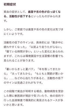 ビションフリーゼ　おもち  免疫介在性溶血性貧血について検索してみました IMG_9438-234x380
