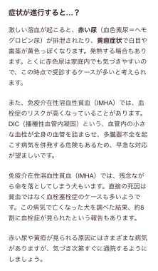 ビションフリーゼ　おもち  免疫介在性溶血性貧血について検索してみました IMG_9439-222x380