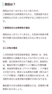 ビションフリーゼ　おもち  免疫介在性溶血性貧血について検索してみました IMG_9443-211x380