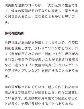 ビションフリーゼ　おもち  免疫介在性溶血性貧血について検索してみました IMG_9445-293x380
