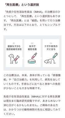 ビションフリーゼ　おもち  免疫介在性溶血性貧血について検索してみました IMG_9449-210x380