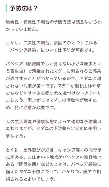 ビションフリーゼ　おもち  免疫介在性溶血性貧血について検索してみました IMG_9451-222x380