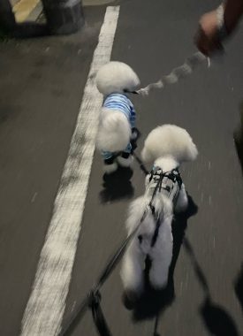 ビションフリーゼ　おもち  モモちゃんの続きです IMG_9456-275x380