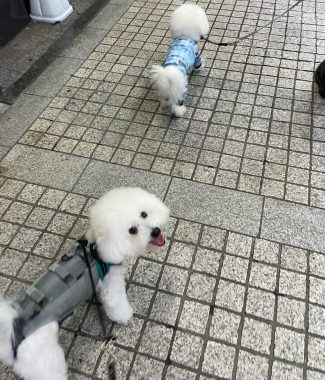 ビションフリーゼ　おもち  モモちゃんの続きです IMG_9457-325x380