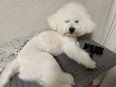 ビションフリーゼ　おもち  モモちゃんの続きです IMG_9458-380x285