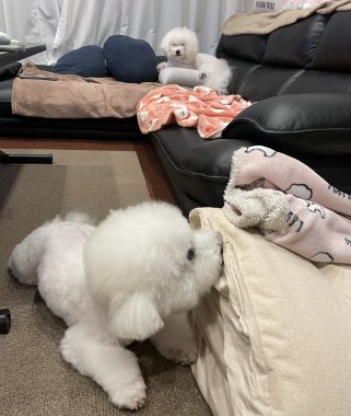 ビションフリーゼ　おもち  モモちゃんの続きです IMG_9459-321x380