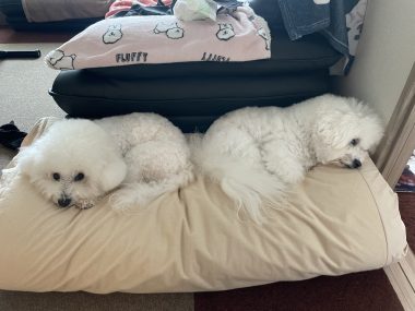 ビションフリーゼ　おもち  モモちゃんの続きです IMG_9462-380x285