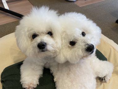 ビションフリーゼ　おもち  モモちゃんの続きです IMG_9472-380x285