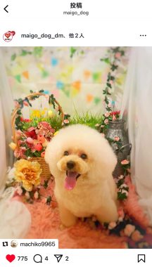 ビションフリーゼ　おもち  モモちゃんの続きです IMG_9473-216x380
