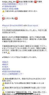 ビションフリーゼ　おもち  モモちゃんの続きです IMG_9474-198x380