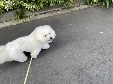 ビションフリーゼ　おもち  おもマッサージの日 IMG_9478-380x285