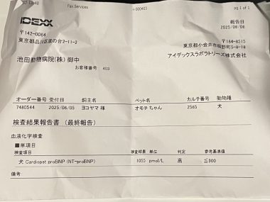ビションフリーゼ　おもち  おもマッサージの日 IMG_9485-380x285