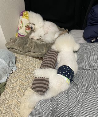 ビションフリーゼ　おもち  おもマッサージの日 IMG_9500-319x380