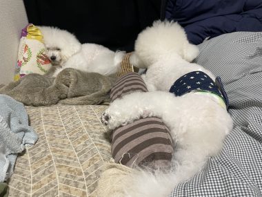 ビションフリーゼ　おもち  おもマッサージの日 IMG_9501-380x285