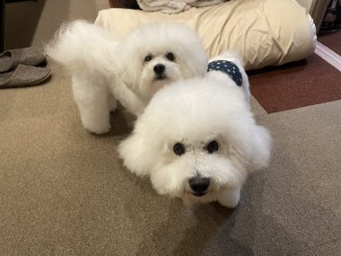 ビションフリーゼ　おもち  ふくらむちゃんリハビリ卒業！ IMG_9522-380x285