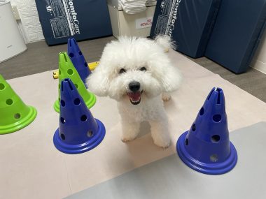ビションフリーゼ　おもち  ふくらむちゃんリハビリ卒業！ IMG_9534-380x285