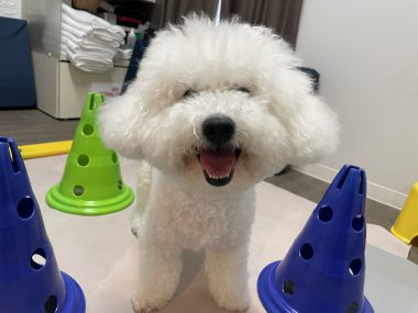 ビションフリーゼ　おもち  ふくらむちゃんリハビリ卒業！ IMG_9535-380x285