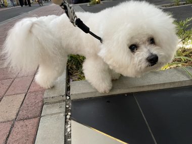 ビションフリーゼ　おもち  ふくらむちゃんリハビリ卒業！ IMG_9539-380x285