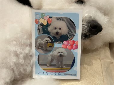 ビションフリーゼ　おもち  ふくらむちゃんリハビリ卒業！ IMG_9544-380x285